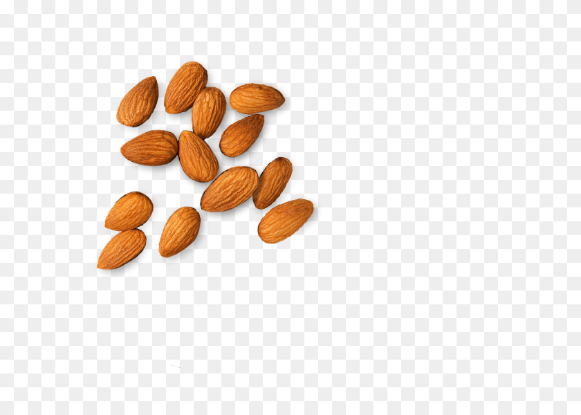 580x540 Almond Png Images Free Download - Seed PNG