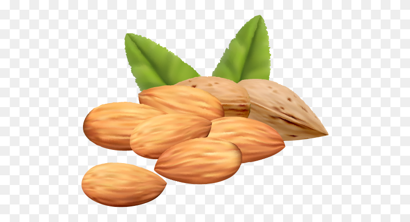 508x396 Almond Png Transparent Free Images Png Only - Seeds PNG