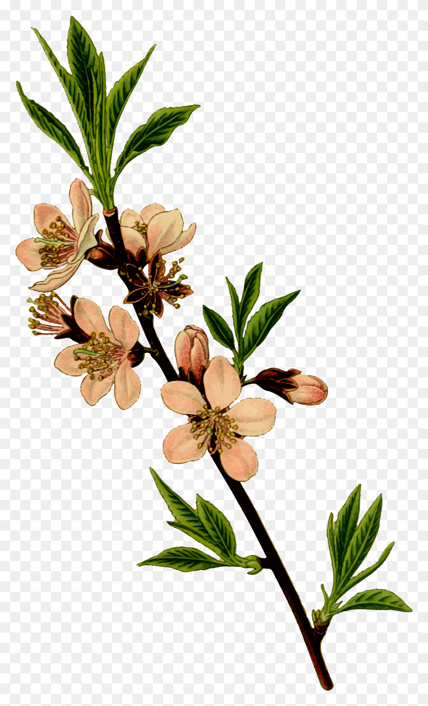 1386x2354 Almond Tree - Cherry Blossom Tree PNG