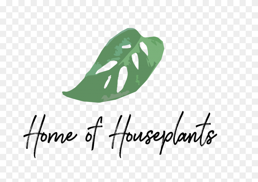 2481x1690 Alocasia Shockwave Home Of Houseplants Home Of Houseplants - Shockwave PNG