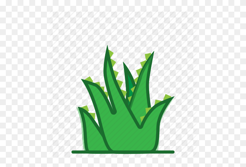 512x512 Aloe, Aloe Vera, Plants, Succulent, Trees Icon - Aloe Vera PNG