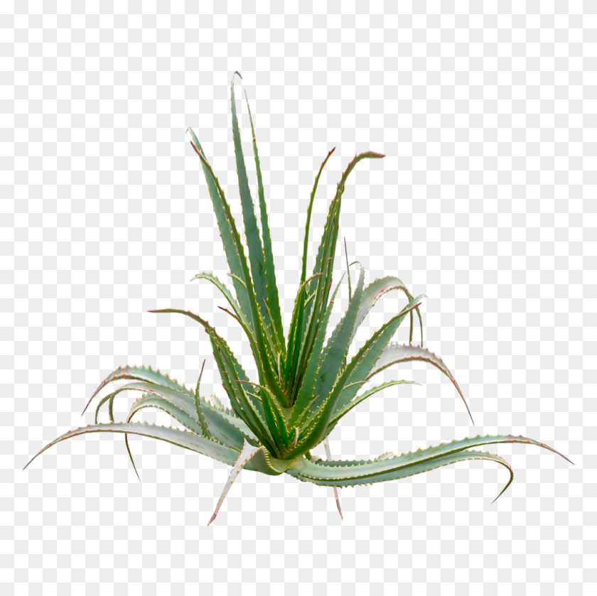 1000x1000 Aloe Arborescences Plant Over Years Age - Aloe PNG