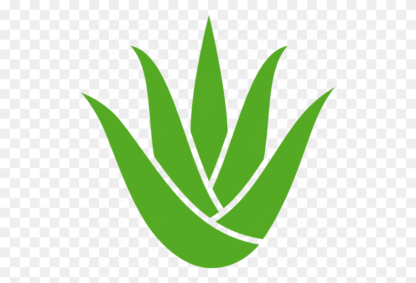 512x512 Aloe, Aristata, Leaves, Plant, Soothing, Succulent, Vera Icon - Aloe PNG