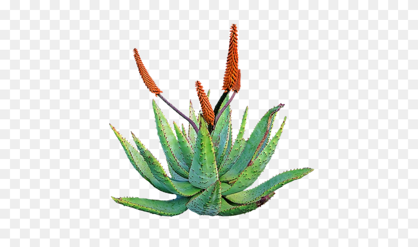 480x437 Aloe Barbadensis, Aloe Vera, The Plant Of Immortality Heliotrope - Succulent PNG