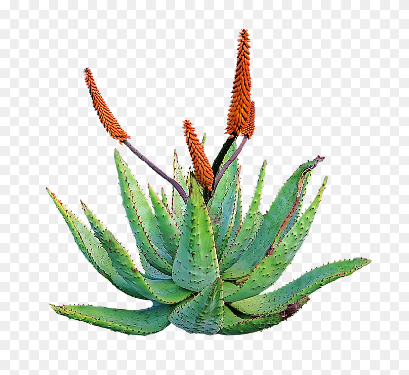 789x720 Aloe Png Free Download - Aloe PNG