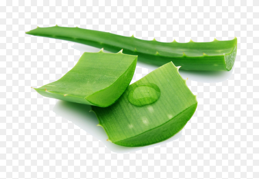 1691x1135 Aloe Png Images Transparent Free Download - Banana Leaf PNG
