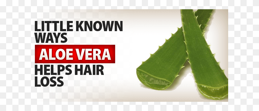 640x300 Aloe Vera For Hair Loss Facts And Benefits Har Vokse - Aloe Vera PNG