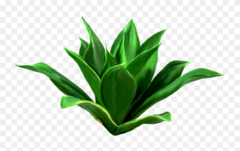 1024x619 Aloe Vera Leaves Transparent Decorative Free Png Download Png - Aloe PNG