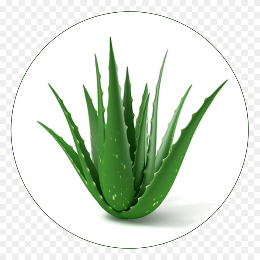 2044x2048 El Aloe Vera La Planta Curativa Para Los Caballos Los Humanos Biostarus - Aloe Png