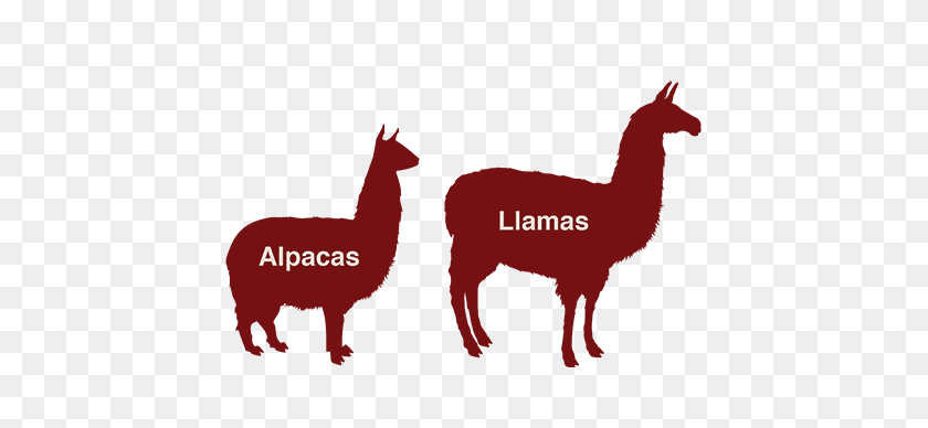 437x328 Alpaca That For You Easley Trans Blog - Llama Llama Clipart