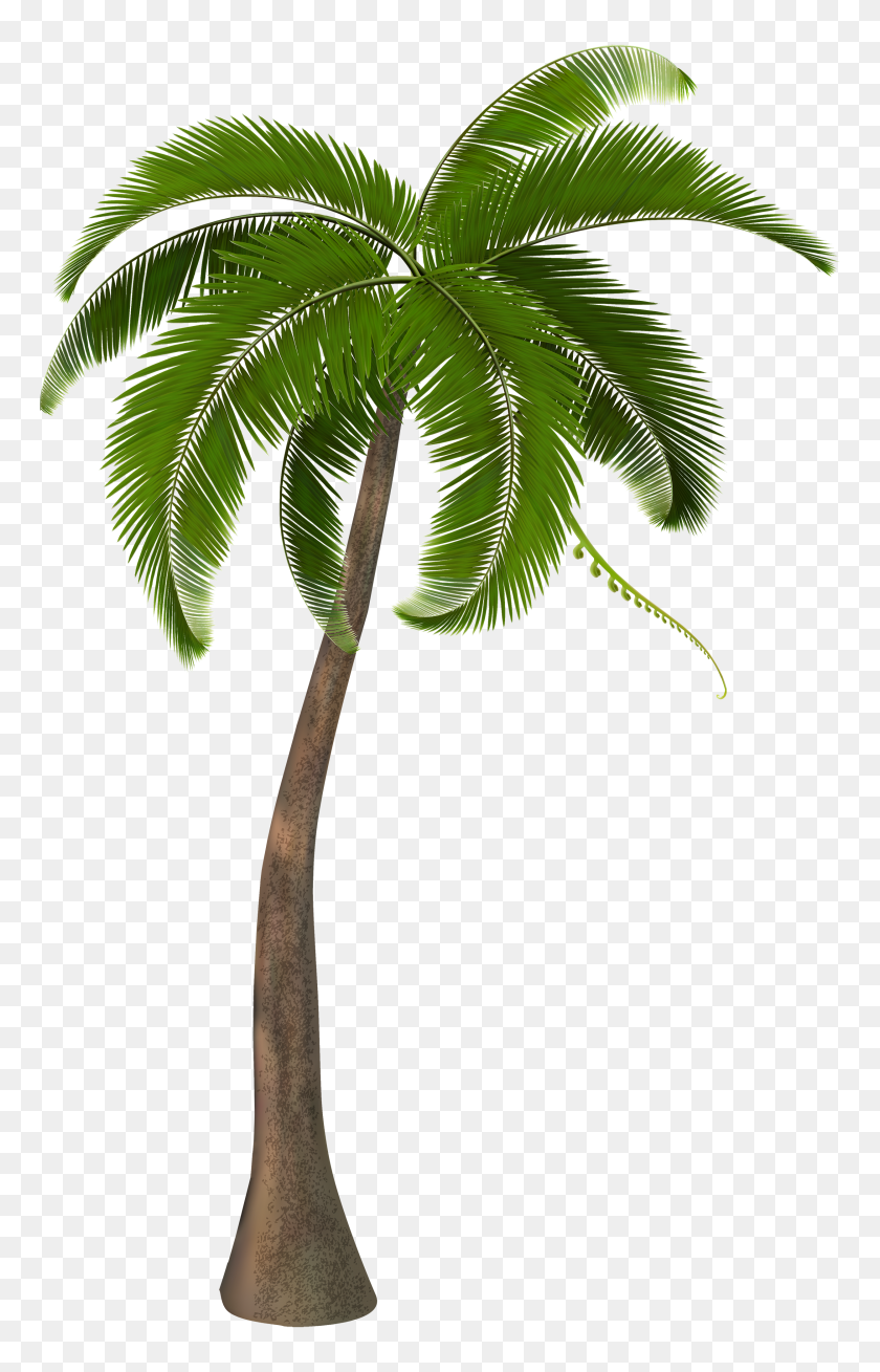2497x4000 Alpha Prop Brief Palm Tree - Palm Frond Clip Art