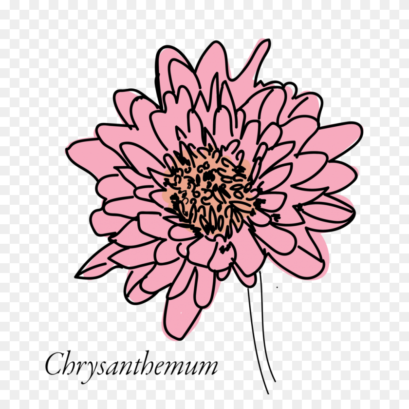 1000x1000 Alphabet Of Flowers Erica Hartmann - Chrysanthemum PNG