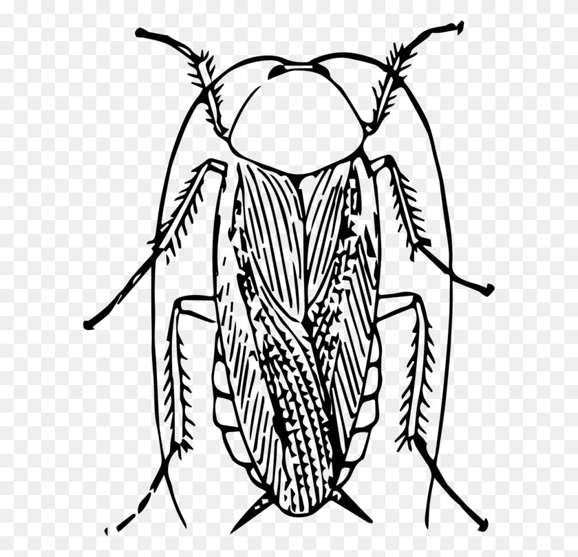 598x750 American Cockroach Black And White Insect Drawing - Roach Clipart