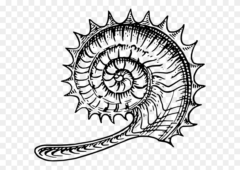600x535 Ammonite Clip Art Free Vector - Shellfish Clipart