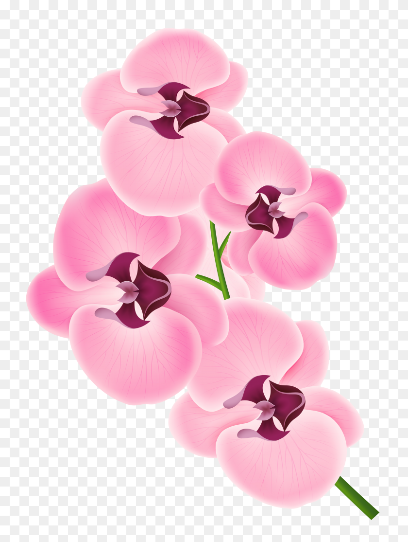 4123x5574 Una Rama De Orquídea - Clipart De Almacén