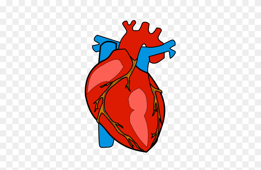 356x488 Анатомическое Сердце Клипарт - Сердце Клипарт Прозрачный Фон