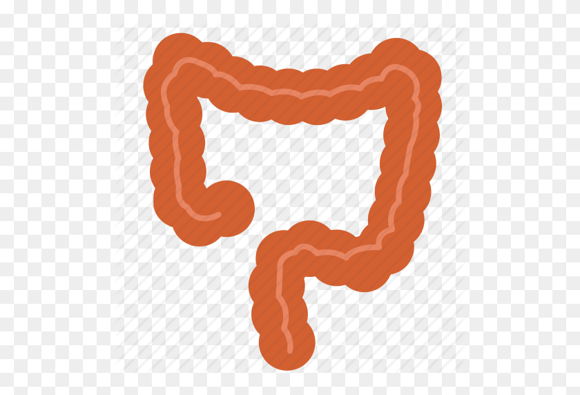 512x512 Anatomy, Biology, Colon, Entrail, Healthy, Large Intestine, Organ Icon - Large Intestine Clipart