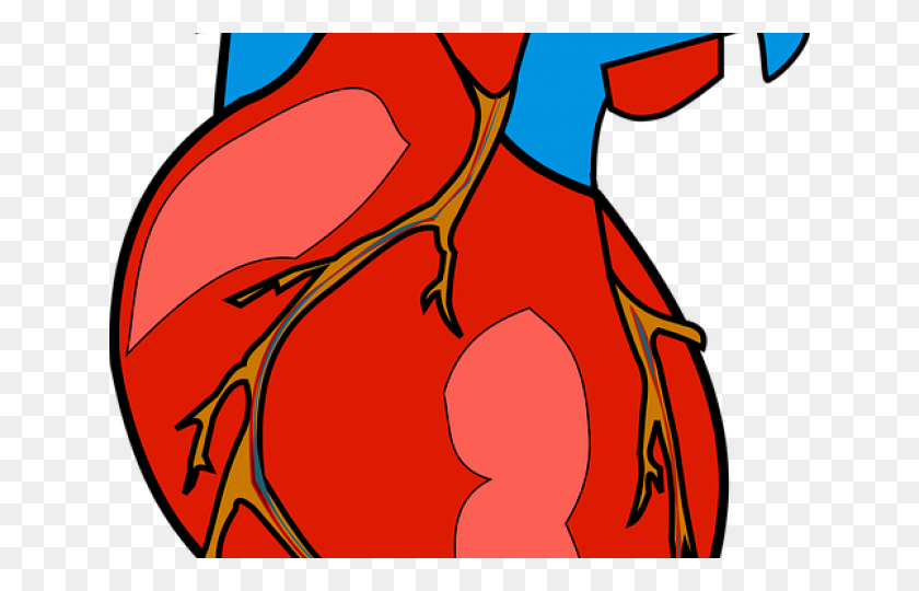 640x480 Clipart De Anatomía - Clipart De Sistema Respiratorio
