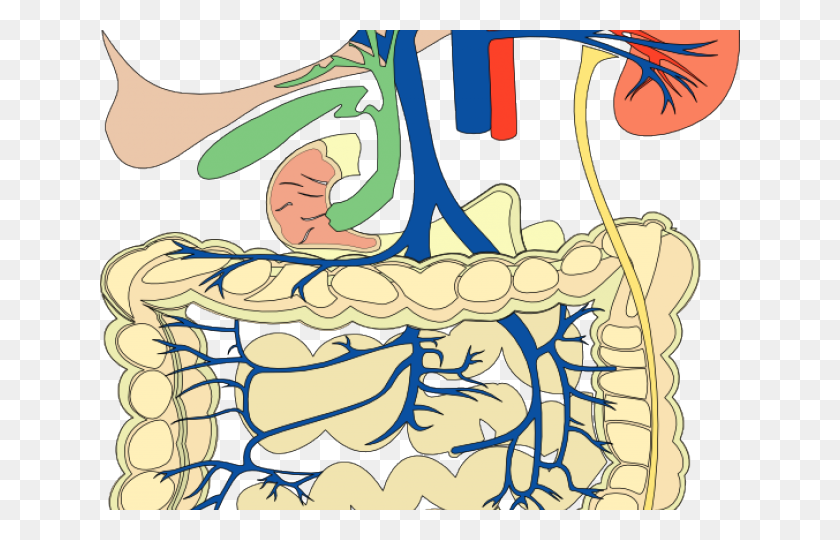 640x480 Anatomy Clipart Bilogy - Anatomy Clip Art