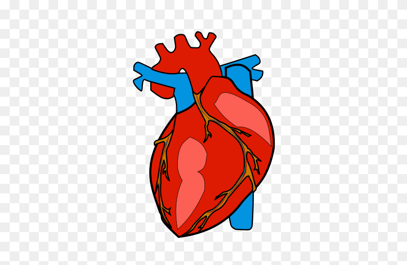 356x488 Анатомия Сердце Клипарт - Анатомия Картинки