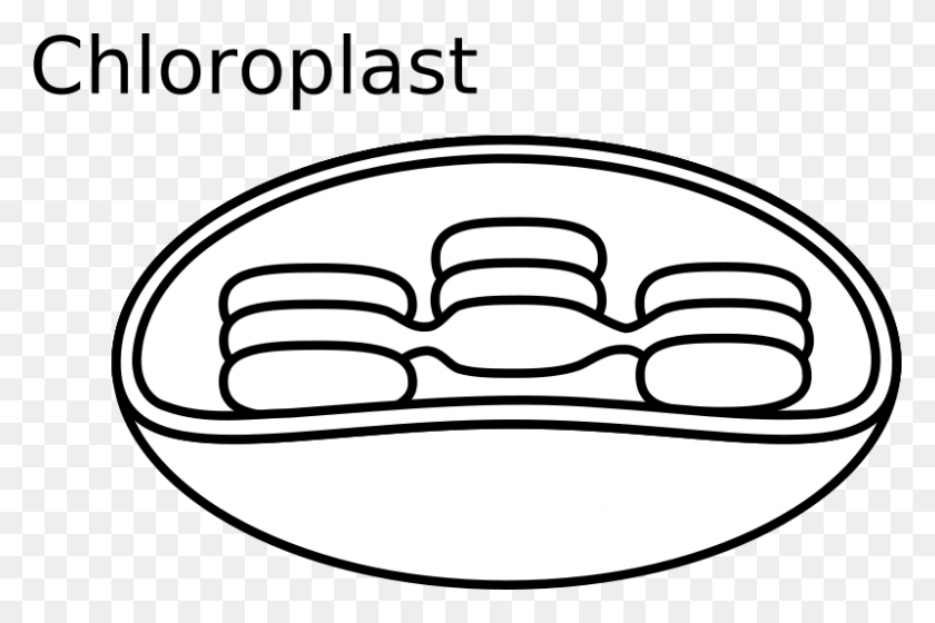 800x513 Anatomy Of Chloroplast Vector Image - Cytoskeleton Clipart