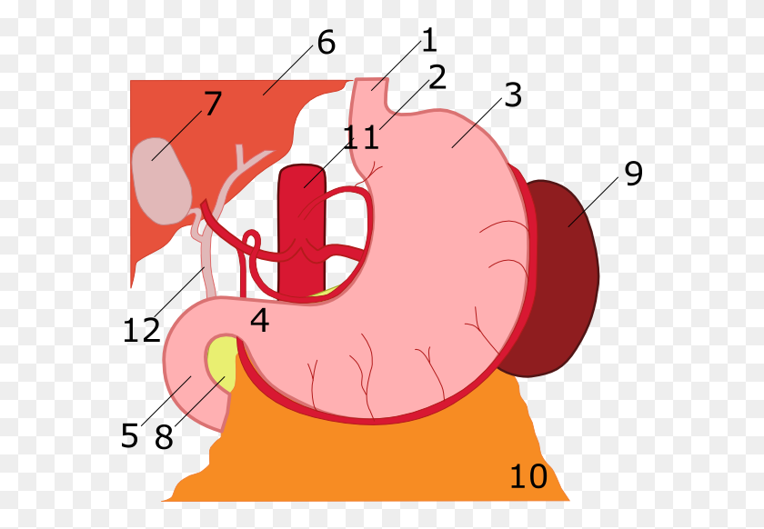 572x522 Anatomía Del Estómago Numerada - Estómago Png