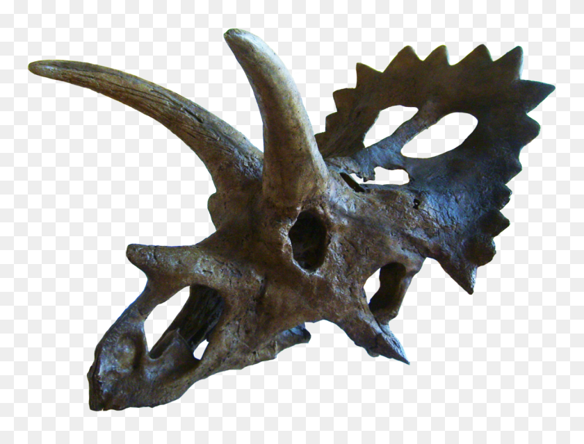 1200x892 Anchiceratops - Triceratops Png