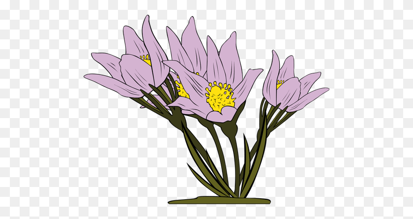 500x385 Anemone Patens Plant Vector - Anemone Flower Clipart