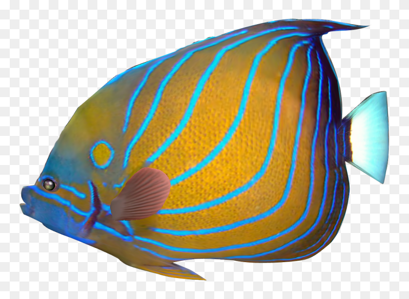 1018x726 Angelfish Clipart Blue - Tropical Fish Clipart