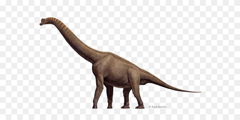 581x360 Anim Brachiosaurus Dinosaur Hd Reptil - Brachiosaurus PNG