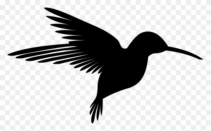 808x480 Animal, Bird, Flying, Hummingbird Cricut Adventures - Hummingbird Clipart Black And White