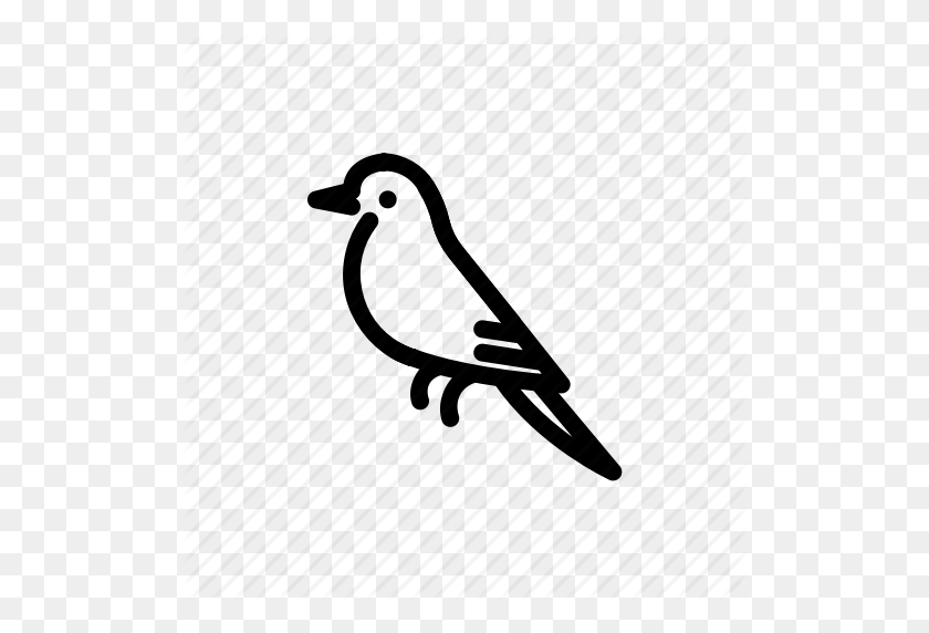 512x512 Icono De Animal, Pájaro, Ruiseñor - Ruiseñor Png