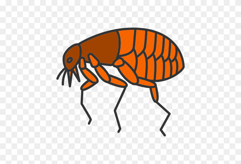 512x512 Animal, Bloodsucker, Bug, Flea, Insect, Parasite, Pest Icon - Flea PNG