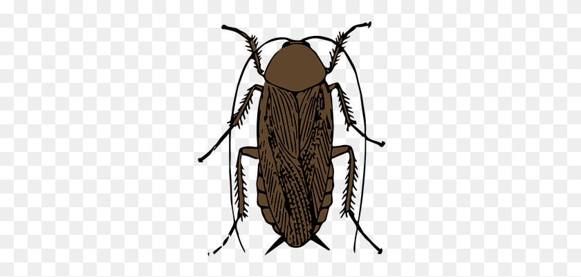 274x341 Animal Bug Cucaracha Insecto Cucaracha Gallo - Cucaracha Png