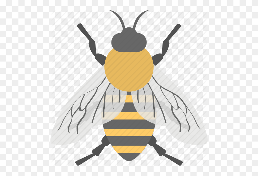 512x512 Animal, Cartoon Bee, Honey Bee, Insect, Worker Bee Icon - Cartoon Bee PNG