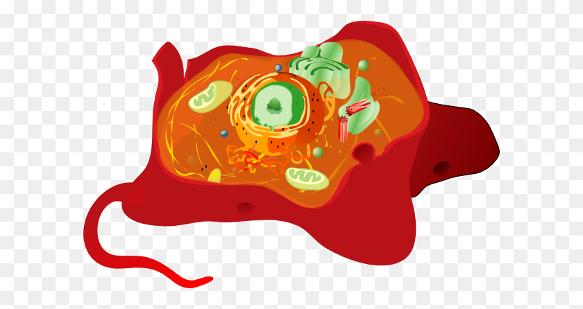 600x386 Animal Cell Clip Art - White Blood Cell Clipart