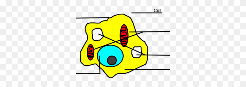 320x240 Animal Cell Diagram Unlabeled Basic Animal Cell Diagram Unlabeled - Golgi Apparatus Clipart