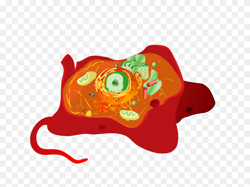 2000x1461 Animal Cell Structure No Text - Dead Animal Clipart