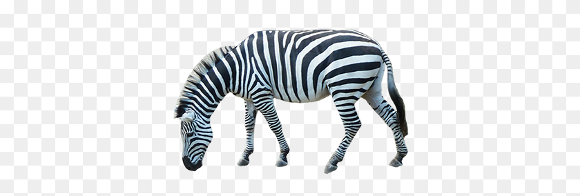 354x224 Imágenes Prediseñadas De Animales - Zebra Clipart Png