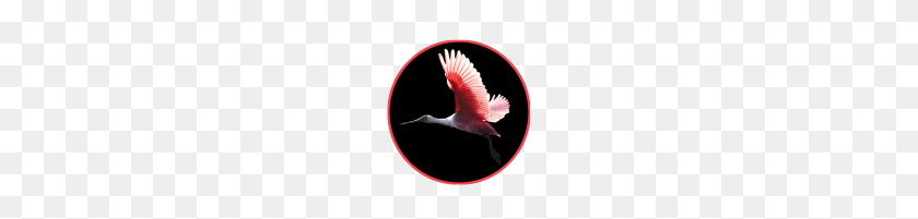 136x141 Animal Clip Art - Flying Seagull Clipart