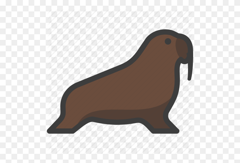 512x512 Animal, Mammal, Marine, Pinniped, Walrus Icon - Walrus PNG