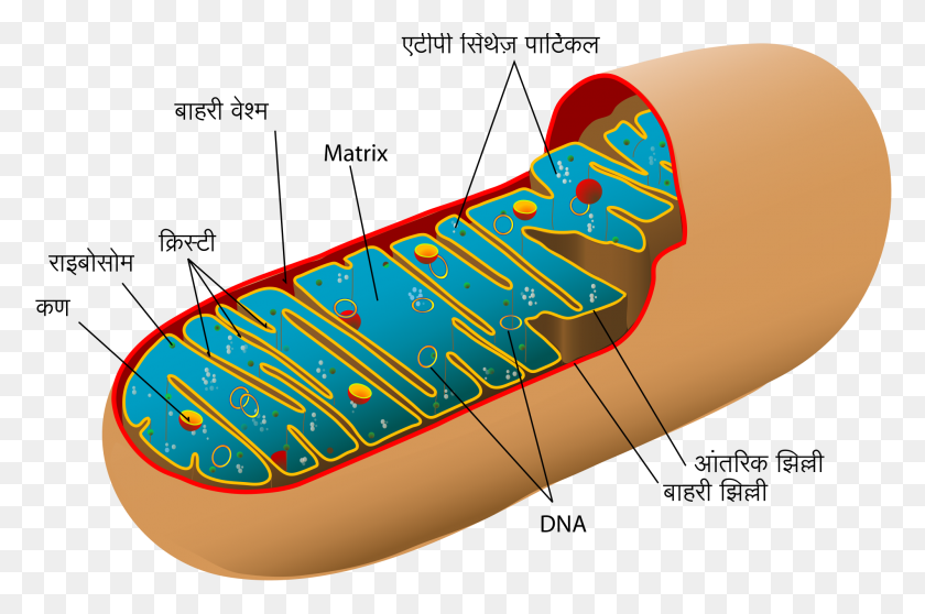 2000x1278 Animal Mitochondrion Diagram Hi - Mitochondria PNG