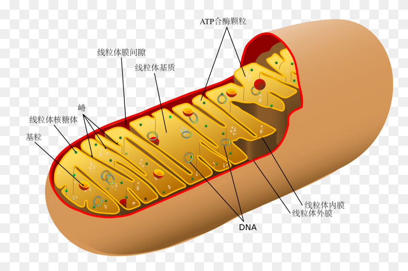 2000x1278 Animal Mitochondrion Diagram Zh - Mitochondria PNG