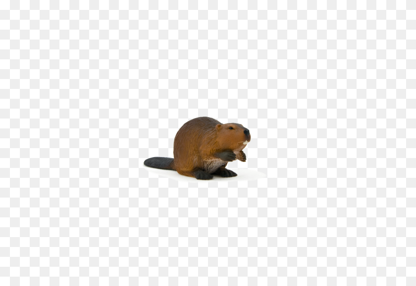 5197x3464 Animal Planet Beaver - Beaver PNG