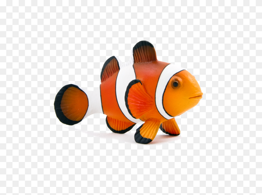 3543x2572 Animal Planet Clown Fish - Clown Fish PNG