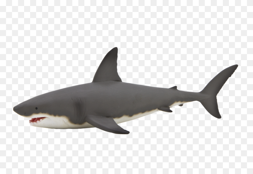 4021x2680 Animal Png Animals - Shark Fin PNG