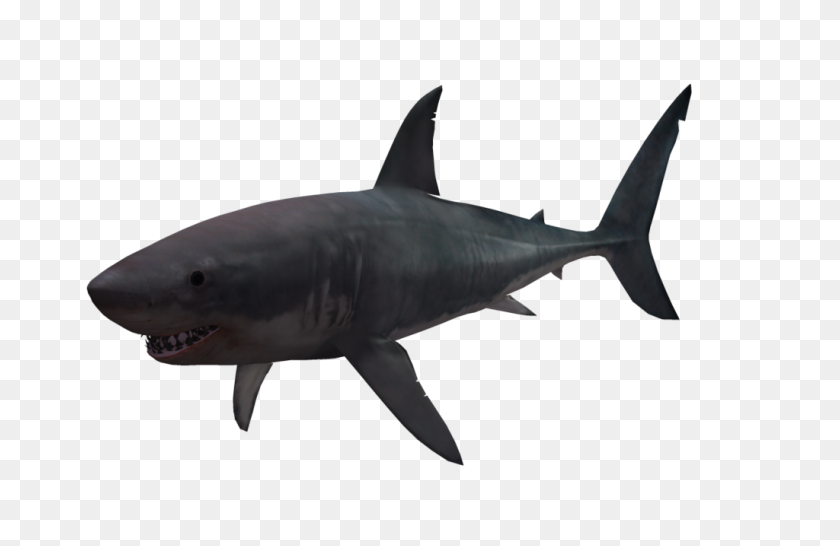 1024x639 Animal Png Great - Shark PNG