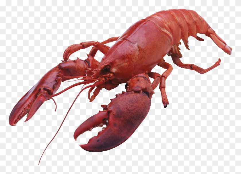 2291x1609 Animal Png Seafood - Crawfish PNG