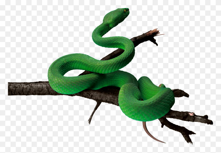 2466x1654 Animal Png Snake - Rattlesnake PNG