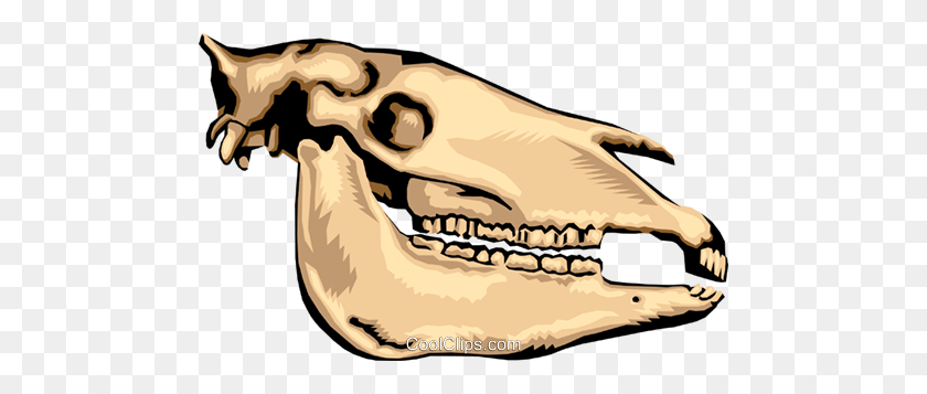 480x297 Animal Skull Royalty Free Vector Clipart Illustration - Dinosaur Skull Clipart